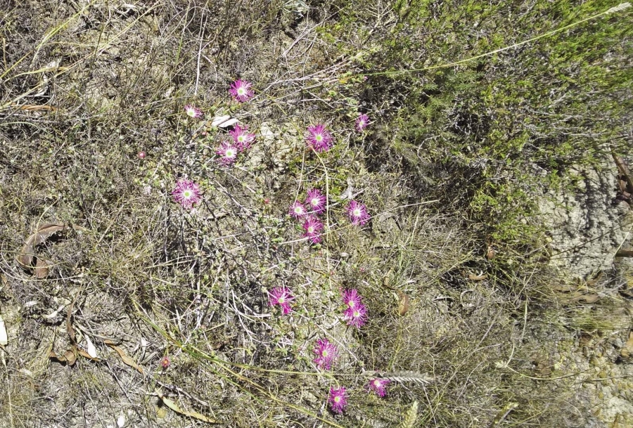 0 Bedroom Property for Sale in Fisherhaven Western Cape